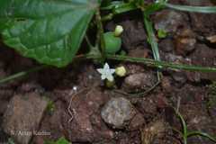 Zehneria maysorensis